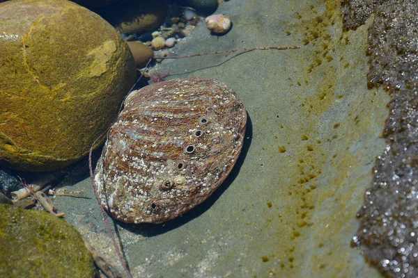 Abalone Shell Tide Pools Laguna Beach California — Stock Photo, Image