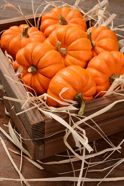 Mini pompoenen houten krat — Stockfoto