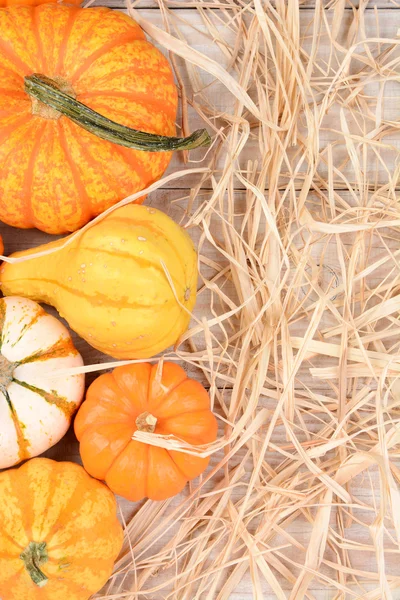 Kalebas Herfst Stilleven met stro — Stockfoto