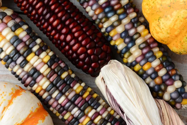 Indian Corn and Gourds — Stock Photo, Image