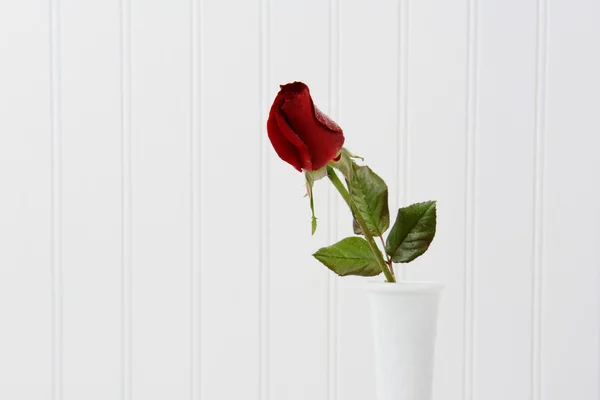 Червоні троянди Bud на білому — стокове фото