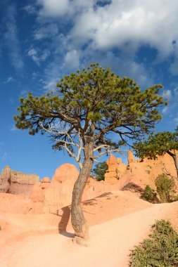Bristlecone çam Bryce Canyon