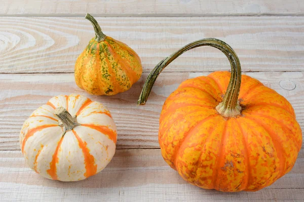 Calabazas y calabazas decorativas — Foto de Stock