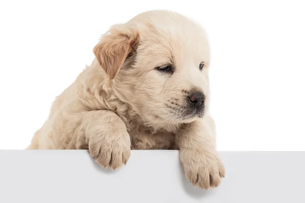 Flauschiger Chow-Chow-Welpe — Stockfoto