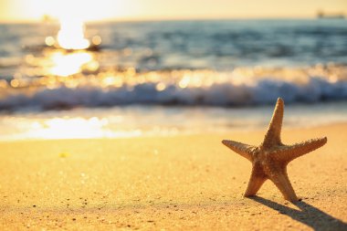 Sahilde denizyıldızı 