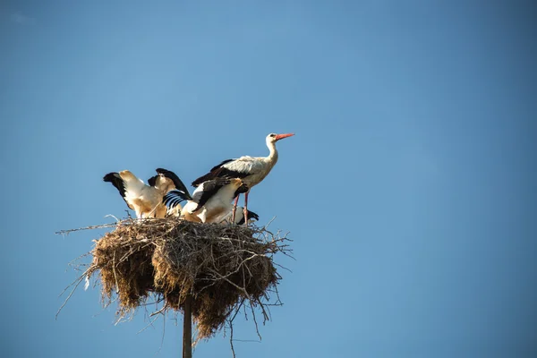 Čáp s ptáčat v hnízdě — Stock fotografie