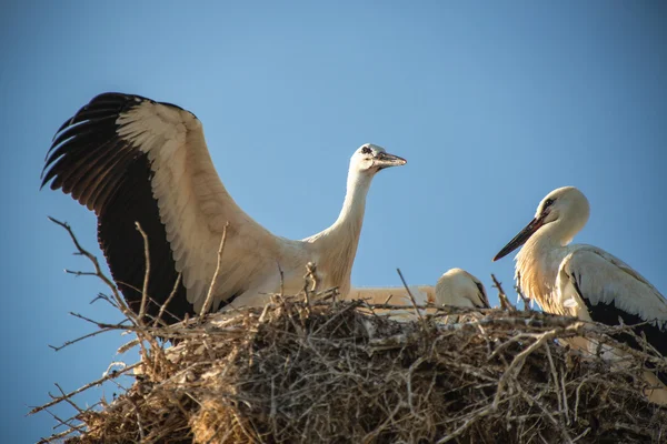 Cigüeña con pájaros bebé en el nido — Foto de Stock