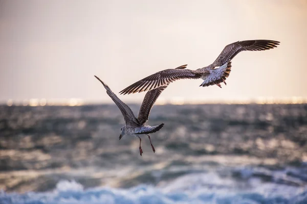 Stork med fågelungar i boet — Stockfoto