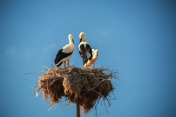 Čáp s ptáčat v hnízdě — Stock fotografie