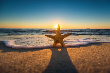 Sahilde denizyıldızı