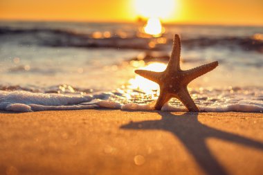 Sahilde denizyıldızı