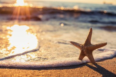 Sahilde denizyıldızı 