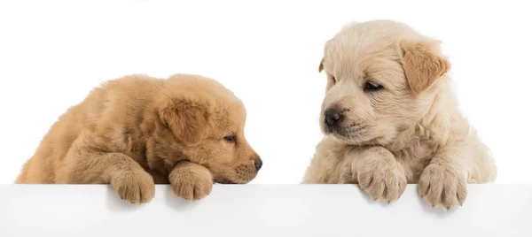 ふわふわのまぜこぜ子犬 — ストック写真