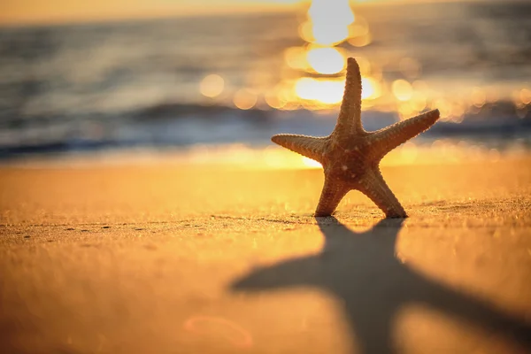 Морская звезда на пляже — стоковое фото