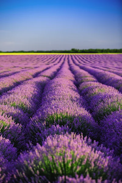 Lavendelfeld in der Provence — Stockfoto