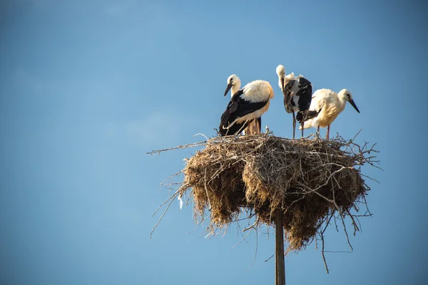Čáp s ptáčat v hnízdě — Stock fotografie
