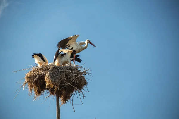 Cigüeña con pájaros bebé en el nido — Foto de Stock