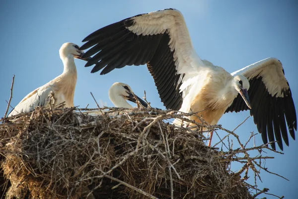 Cigüeña con pájaros bebé en el nido — Foto de Stock