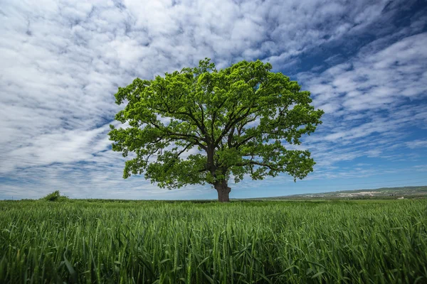 Árvore verde no campo de trigo — Fotografia de Stock