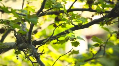 ağaç dalı üzerinde güzel gri güvercin