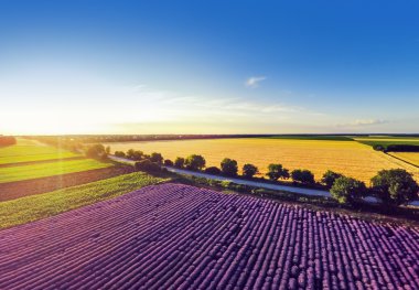 Levender alan hava görünümünü. Geniş açı. GoPro, günbatımı atış.