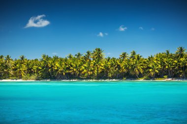 Tropik sahilde palmiye ağaçları