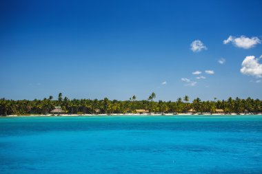 Tropik sahilde palmiye ağaçları