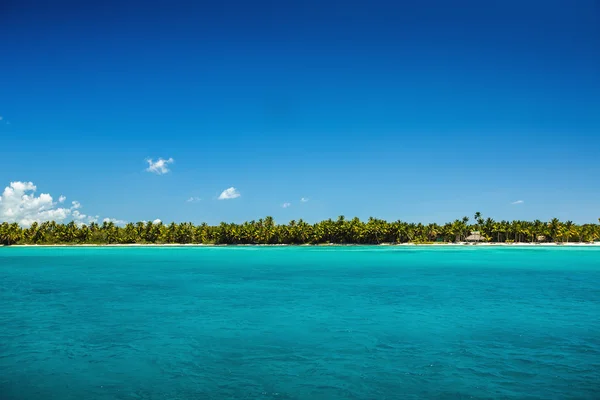 Palme sulla spiaggia tropicale — Foto Stock