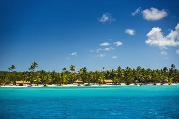 Пальмы на тропическом пляже — стоковое фото