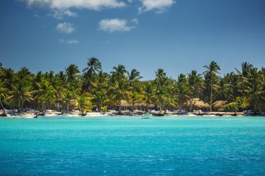 Tropik sahilde palmiye ağaçları