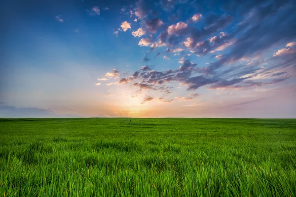 Dziedzinie świeża trawa zielona wiosna — Zdjęcie stockowe
