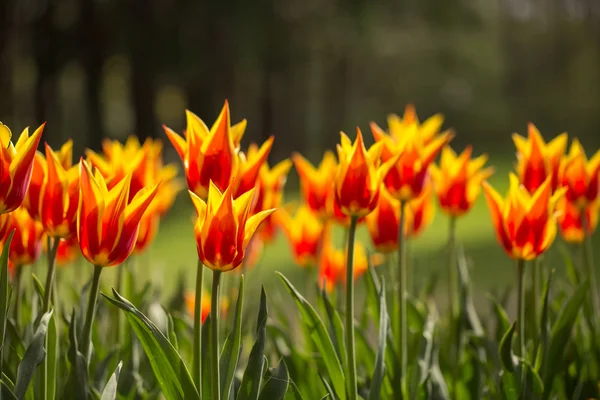 Tulipán. Színes tulipánok tavasszal a kertben, — Stock Fotó