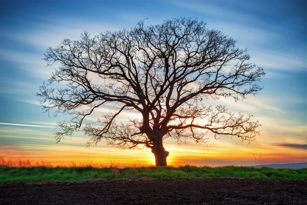Magányos fa és naplemente — Stock Fotó