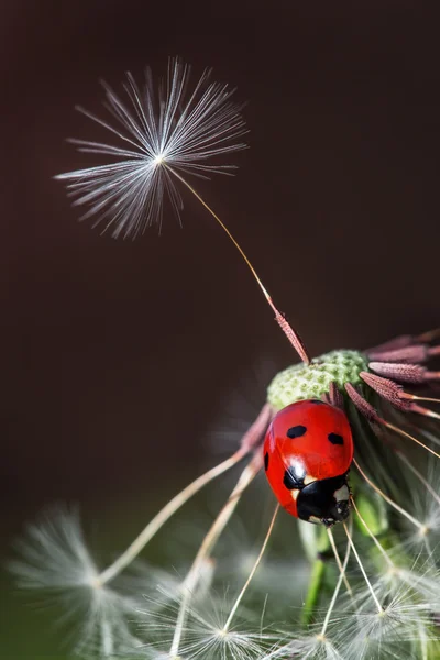 Ladybug and dandelion — Stock Photo, Image