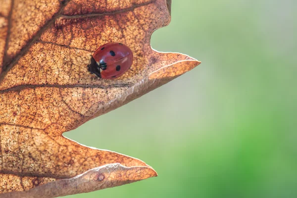 Joaninha na folha, close-up — Fotografia de Stock