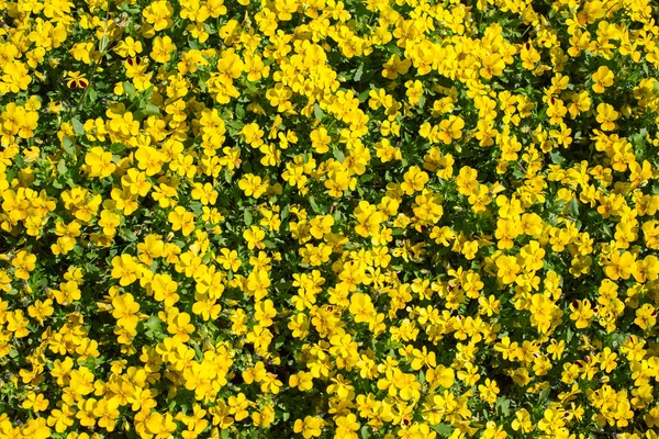 Beautiful yellow flowers blossoming in spring time — Stock Photo, Image