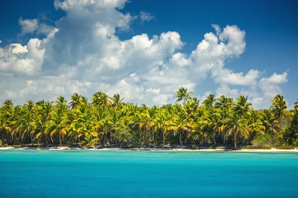 Palmiers sur la plage tropicale — Photo