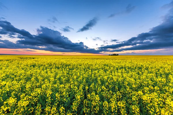 Sárga repce mezőt napnyugtakor ég — Stock Fotó