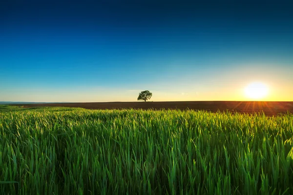 Boom in het veld — Stockfoto