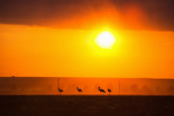 La sagoma della cicogna al tramonto — Foto Stock