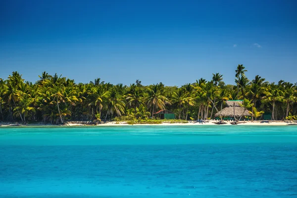 Palmiers sur la plage tropicale — Photo