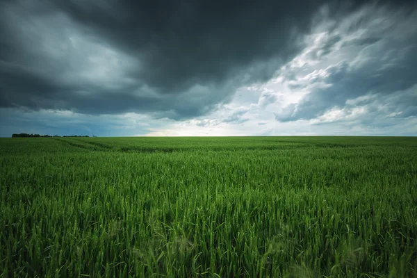 Green field and cloudy sky, long exposure — Stock Photo, Image