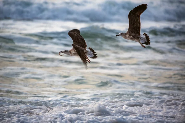 Möwe fliegt über das blaue Meer — Stockfoto