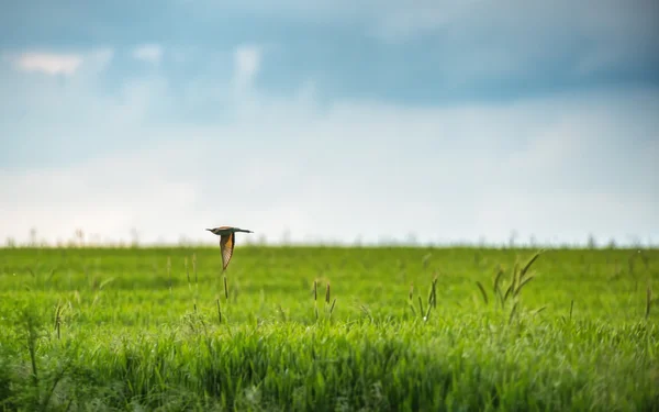 Doğal yaşam alanı olarak Avrupa arı kuşugiller (arı kuşu apiaster) — Stok fotoğraf