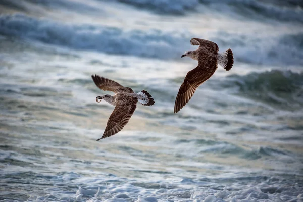 Gaivota voadora sobre o mar azul — Fotografia de Stock