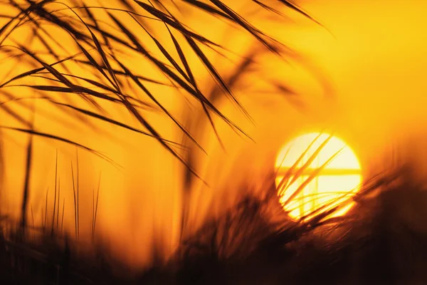 Verschwommener Sonnenuntergang mit Gras — Stockfoto