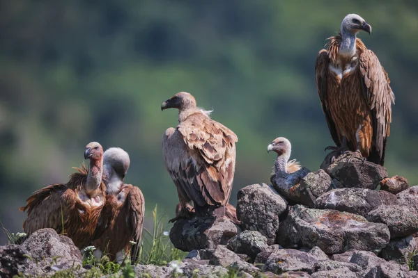 Griffin γύπα (Gyps fulvus) στην ποταμού Άρντα, Wildlife Reserve συνορεύει, Bul — Φωτογραφία Αρχείου