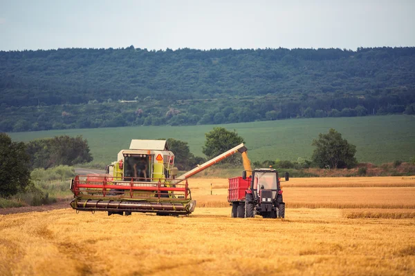 Рабочий комбайн на пшеничном поле — стоковое фото