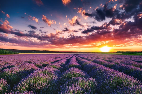 Lavanta çiçek çiçek açan sonsuz satır alanlarında. Günbatımı vurdu. — Stok fotoğraf