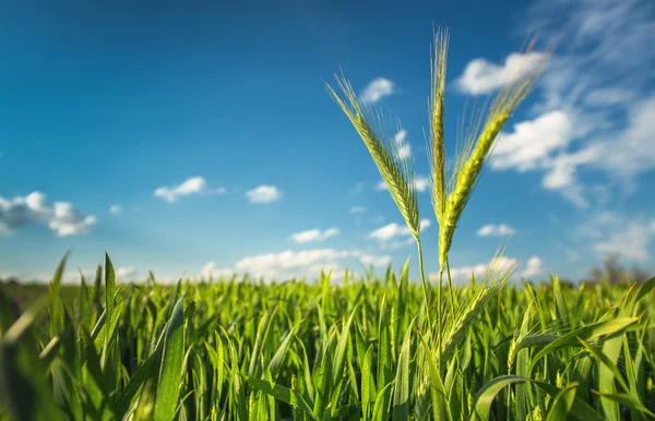 Green wheat field and sunny day — Stock Photo, Image